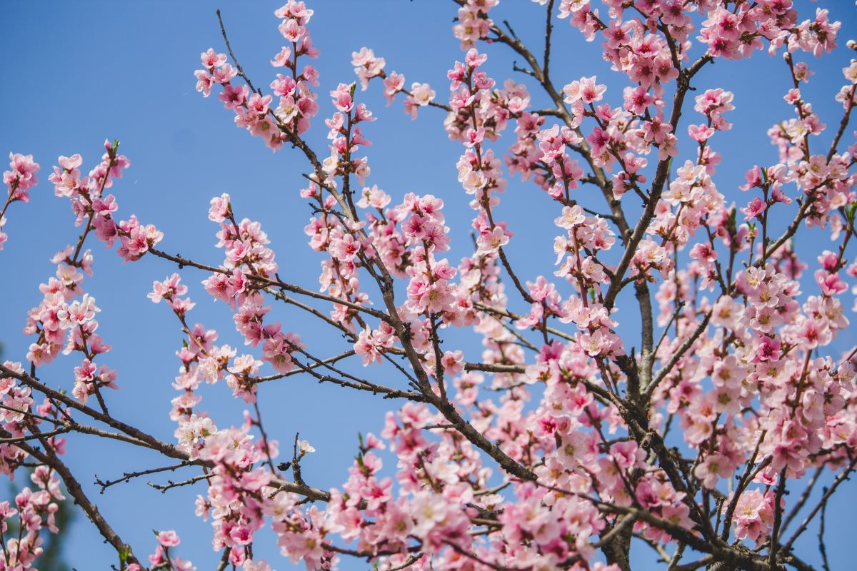 Que Faire Au Jardin En Avril Les Compagnons Des Saisons