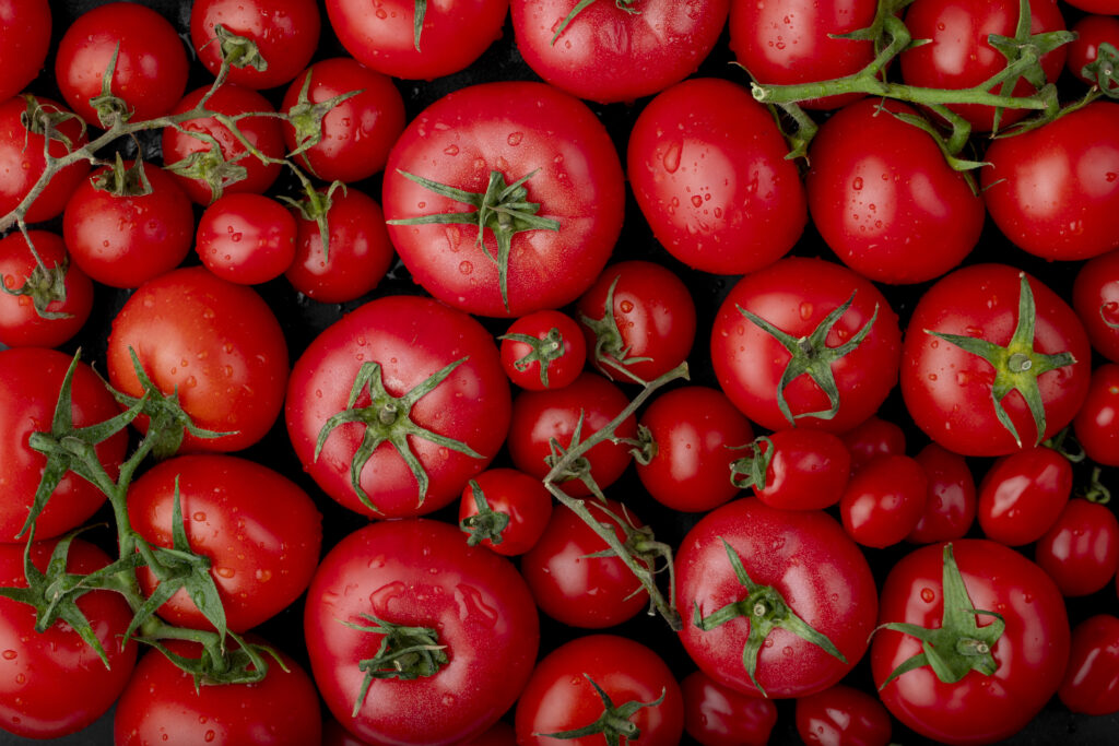 cultiver les tomates