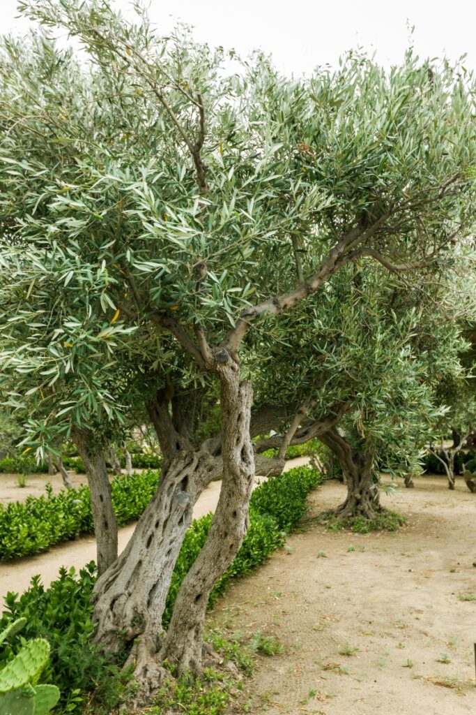 arbre olivier