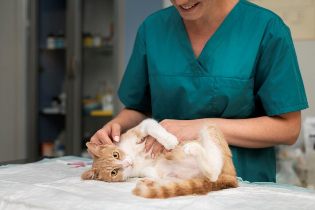 veterinaire chat