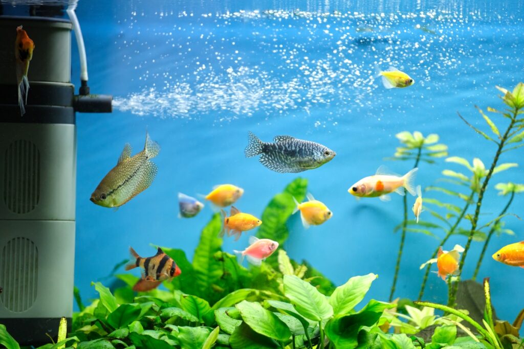 pompe-aquarium