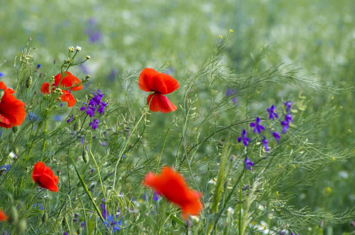 Mélange de graines mellifères pour Jachère fleurie - Abeilles